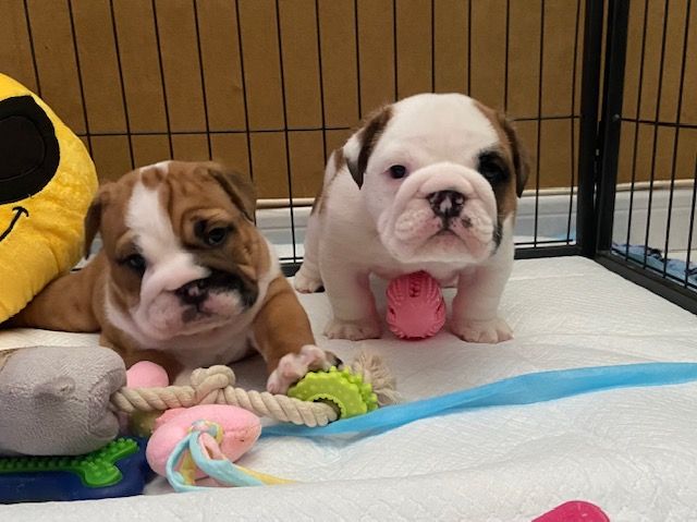 chiot Bulldog Anglais Le Royaume Des Bulls Chauco