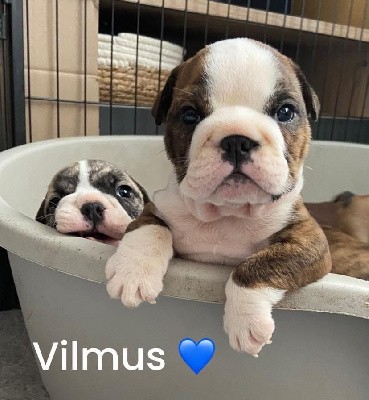 Vilmus