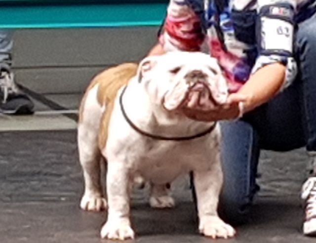 Nelly Des Bulls Du Cyan